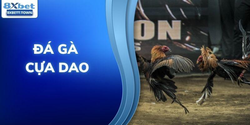 Đá gà cựa dao