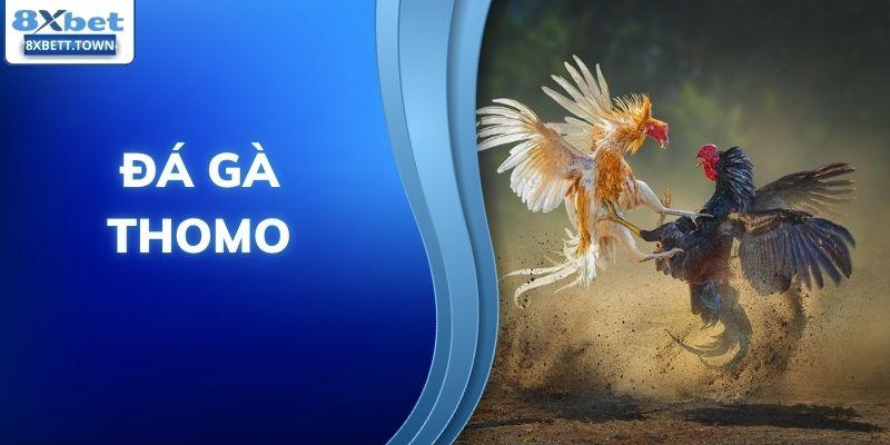 Đá gà thomo