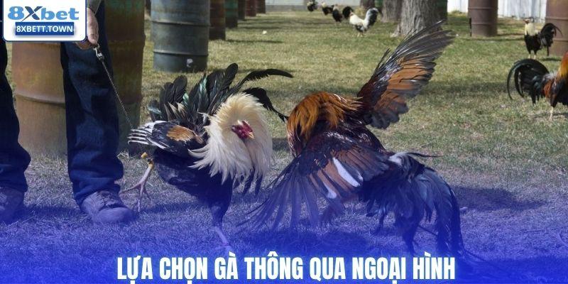 Lựa chọn gà thông qua ngoại hình