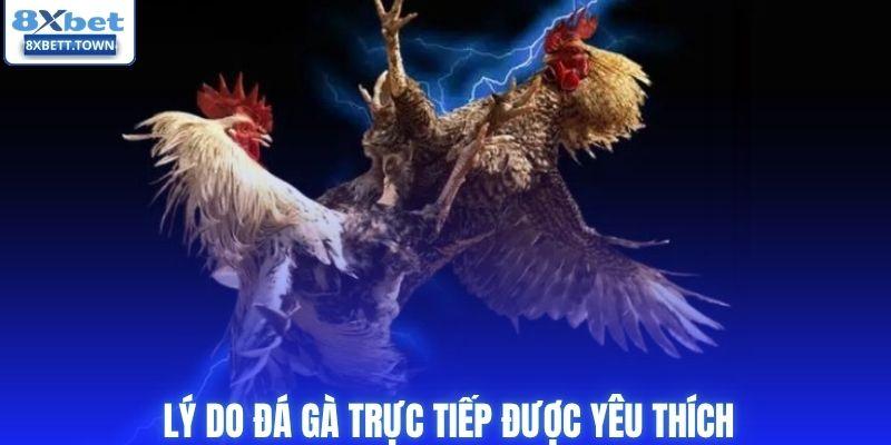 Lý do đá gà trực tiếp được yêu thích