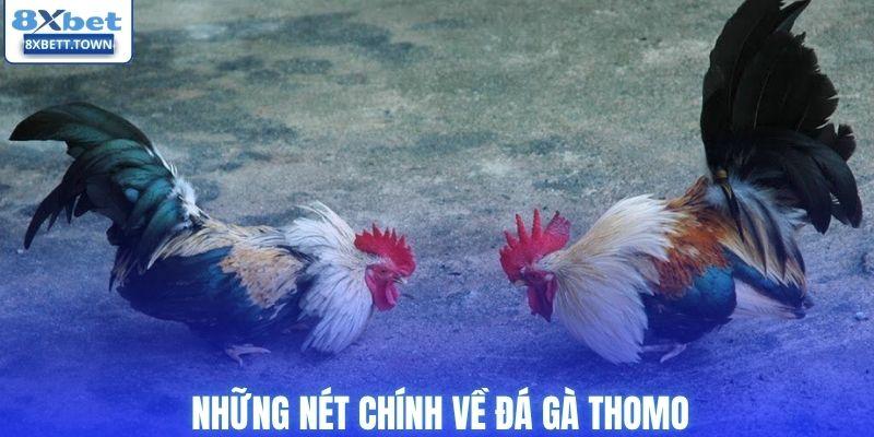 Những nét chính về đá gà thomo