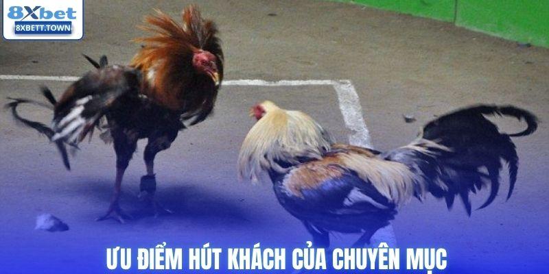 Ưu điểm hút khách của chuyên mục